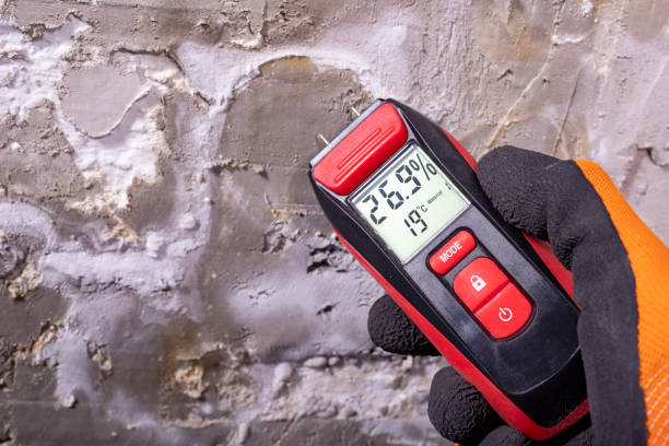 Best Black Mold Remediation in Strawberry Point, IA