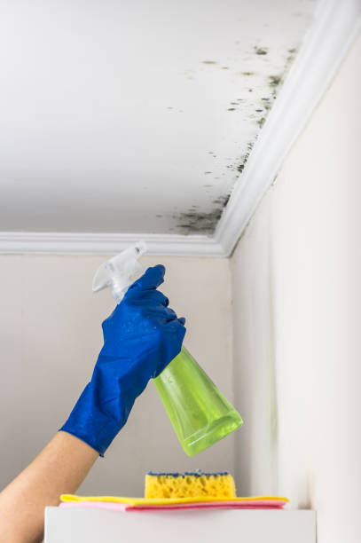 Best Post-Flood Mold Remediation in Strawberry Point, IA