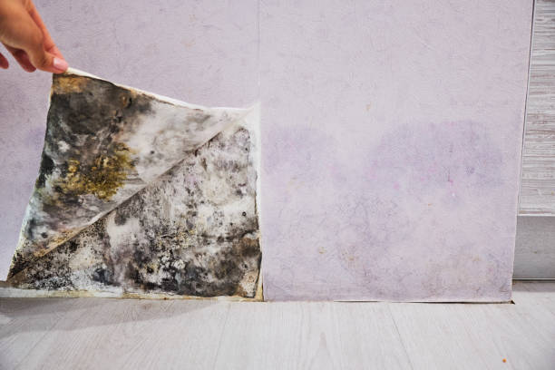 Best Kitchen Mold Remediation in Strawberry Point, IA